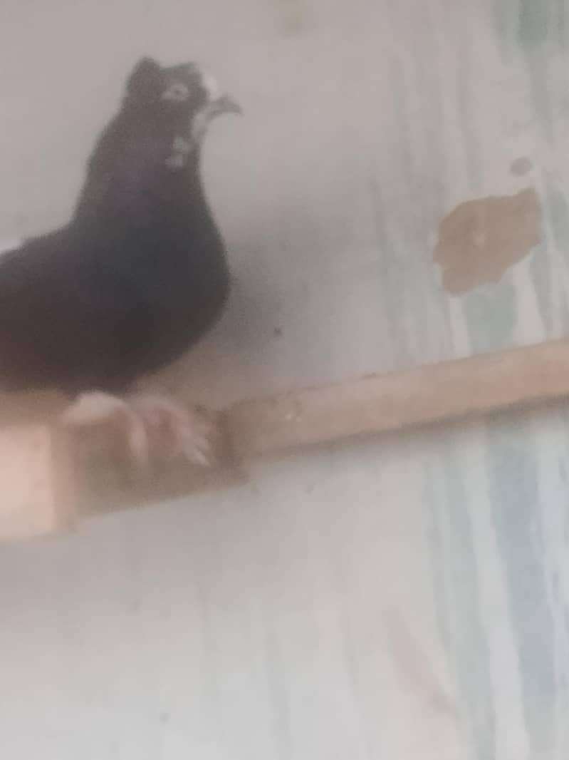 فینسی کبوتر 0