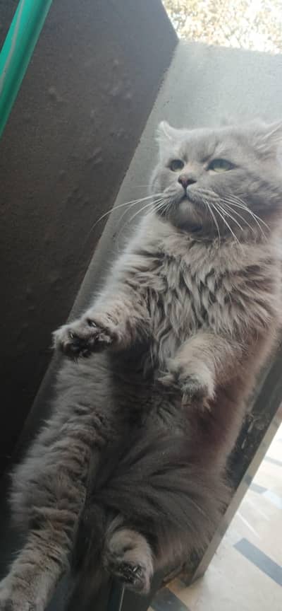 GREY PERSIAN MALE CAT