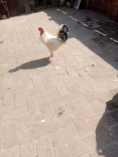 aseel murghiya or desi murghe or kabutar available