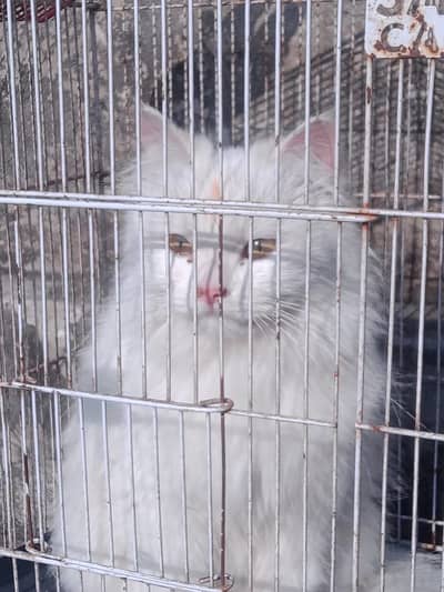 Persion cat for sale urgent