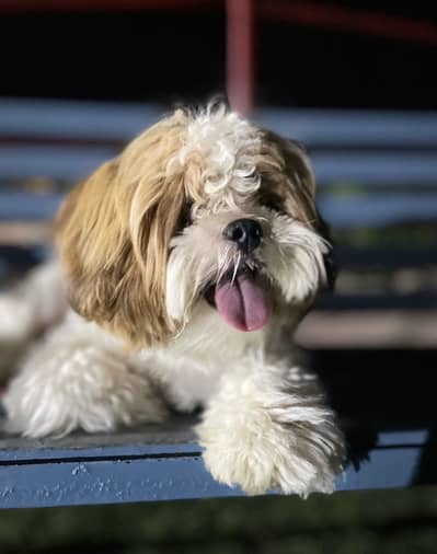 Designer breed poodle shitzu Mix