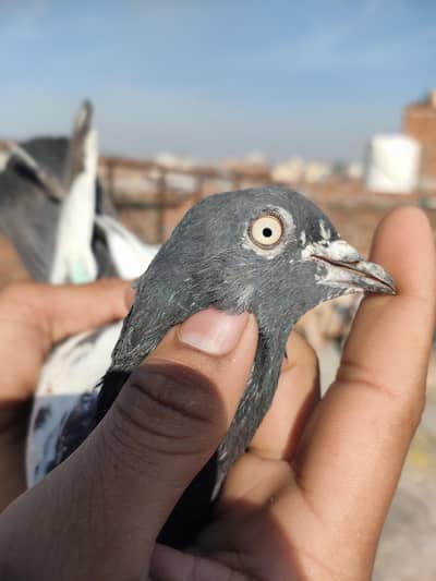 teddy male boski eyes