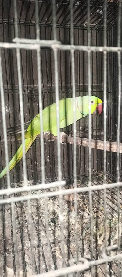 Breeder pair with 1 chick