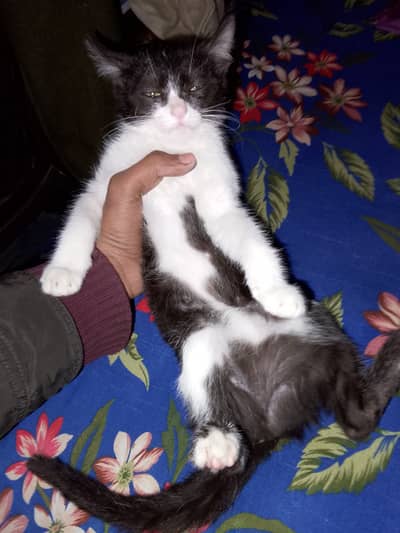 Kittens for sale Contact watsapp 03326317753