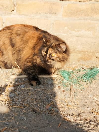 Persian cat for adoption ll Persian cat for sale