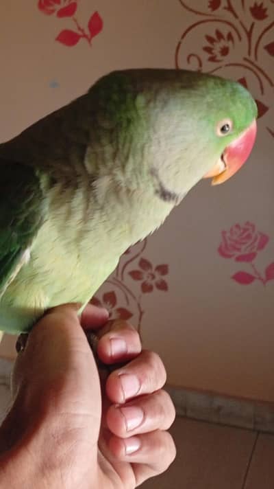 Kashmiri raw parrot handtame