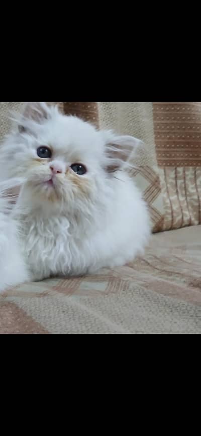 Semi punch male kitten