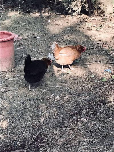 6 murgiia aur aik murgha for sale ha bilkull anda ka lia tiyar murgiya