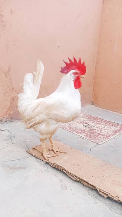 Farmi Murga 7 month Old