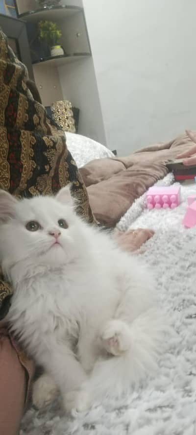 Cute Persian Cat with accessories