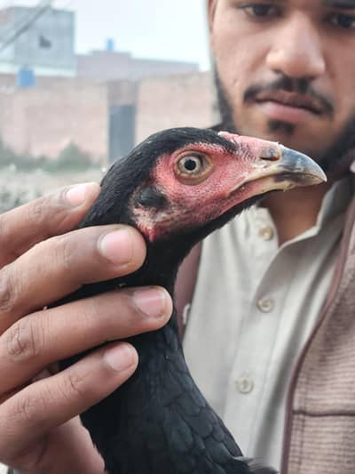 Aseel Thai veit pathiya