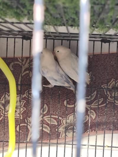 Love birds 3 pairs