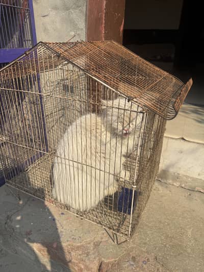 Persian cat male for sale
