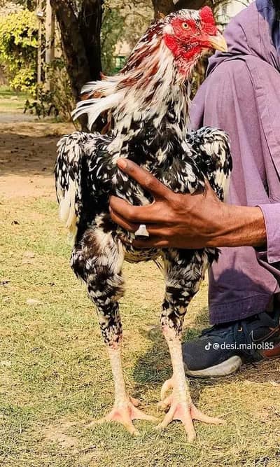 china Pakistani Aseel