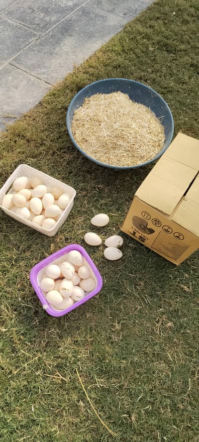 Blue Turkey fresh fertile eggs