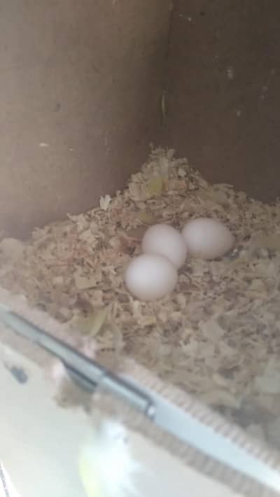 Read Add First Common Lutino breeder pair For sale Fisrt time breed ki