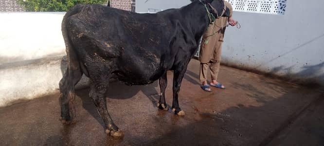 ولایتی اور ساہیوال کراس