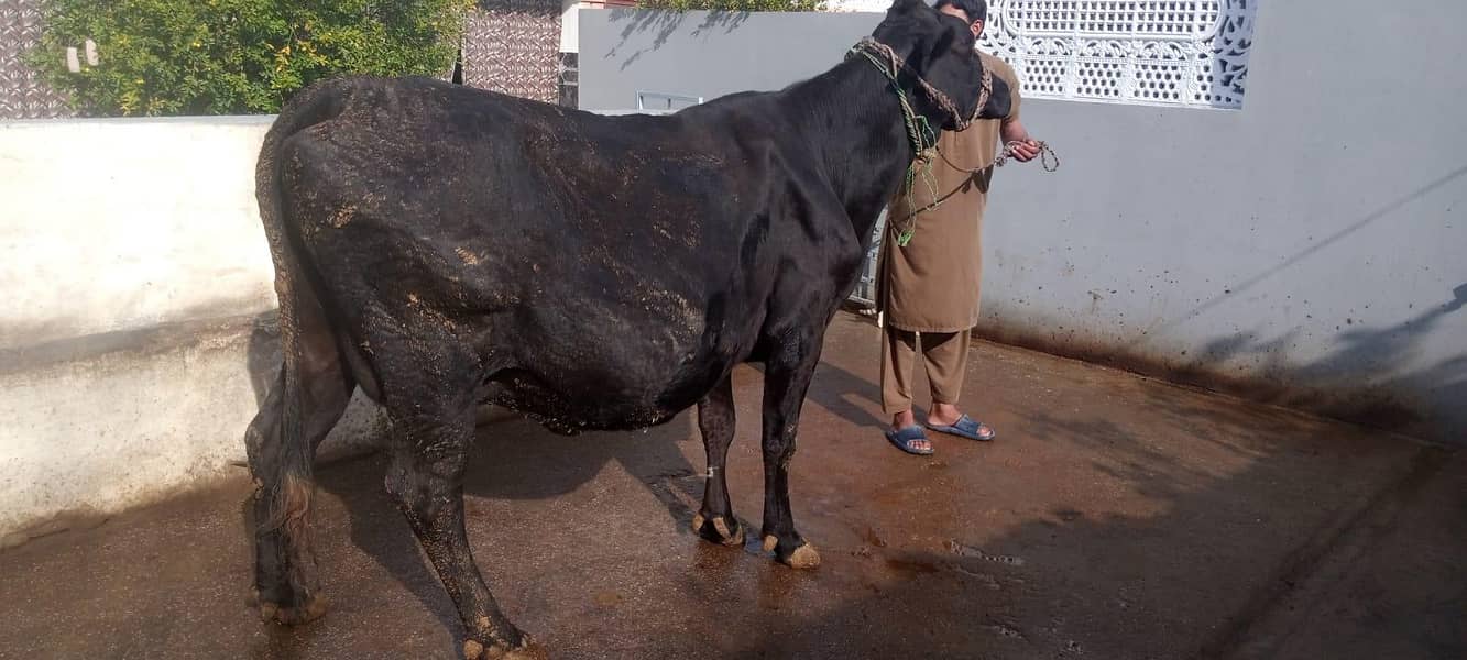 ولایتی اور ساہیوال کراس 3