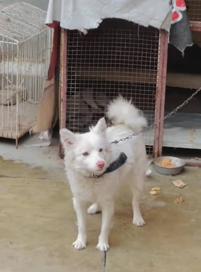 White Female Russian Spitz for Sale