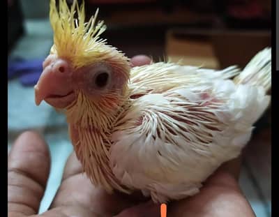 baby cockatiel