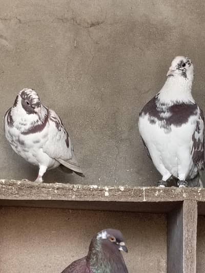 breeder pair for sale