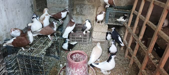 sherazi breeder pairs