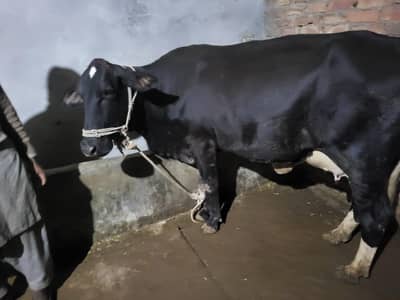 Jersy frizian cross cow / Ravi choti cows for sale