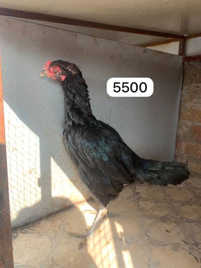 Aseel Lakha Pair/ Mushki madi/ Cheeni madi/ Jawi Madi