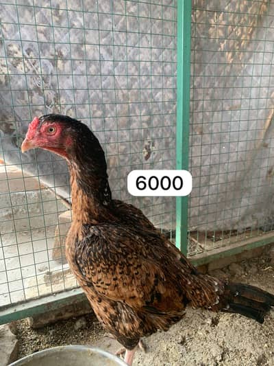 Aseel lakhi Madi|Aseel jawi Madi |oldbloodline |mushki female| cheeni