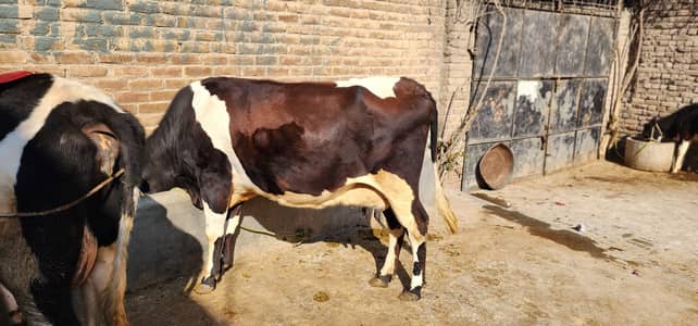 fresian cow for sale
