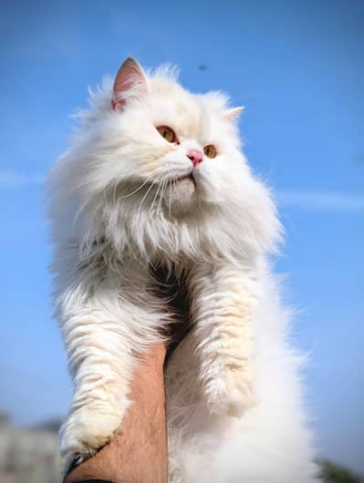 Persian Male For Stud Service 03117387992 Whatsapp & Local. Call