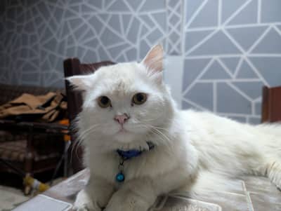 breading ke liye hai available