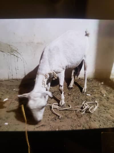 teddy bakri sale in good prices pregnant