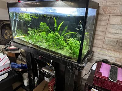 3feet Full planted aquarium setup