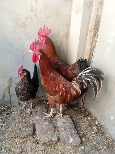 2 desi rooster 1 Hen