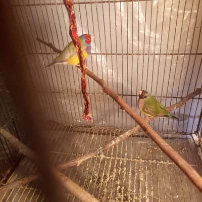 2 pair goldian finch adult. . .