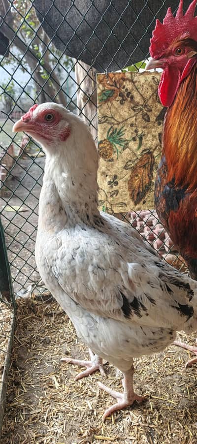 ASEEL. Aur Andy dati Dasi Murgian  dasi khurak se pali huee