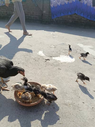 MIAN WALI CHICKS