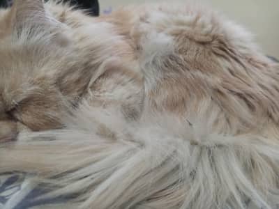 I'm not free to take care of my cat coz of my education 