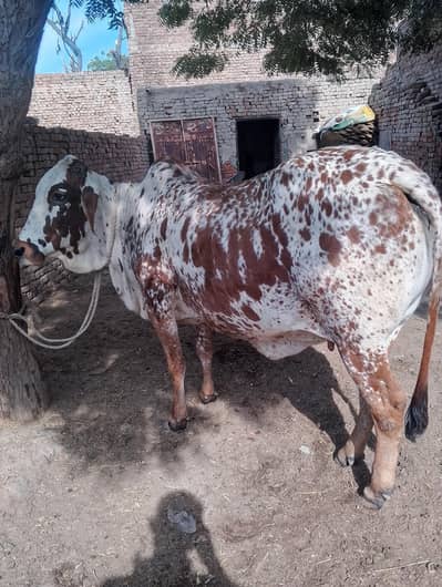 cholisthani HD bachadi