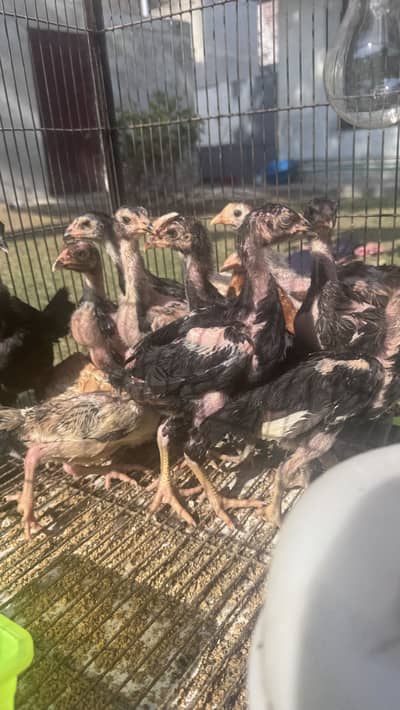 Shamo chicks for sale