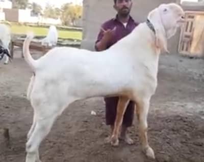 desi Bakra for sale WhatsApp (03274970754)
