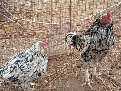 pair of mianwali aseel