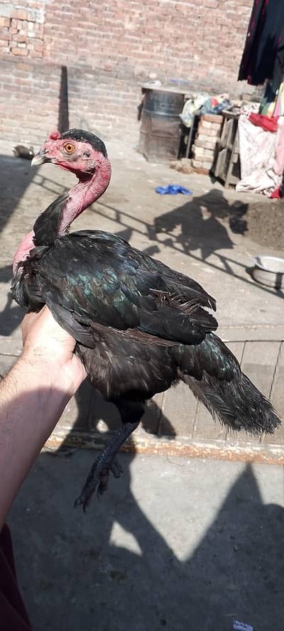 ganji dogli murgi 03350661457