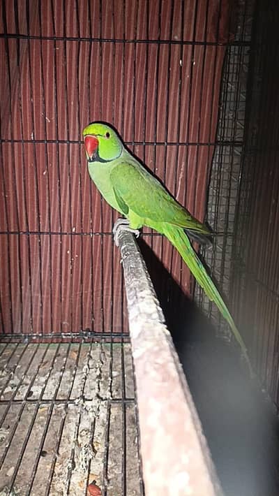 Green parrot/Bolny/ Gani wala price Kam ho Jaya gi Read Add