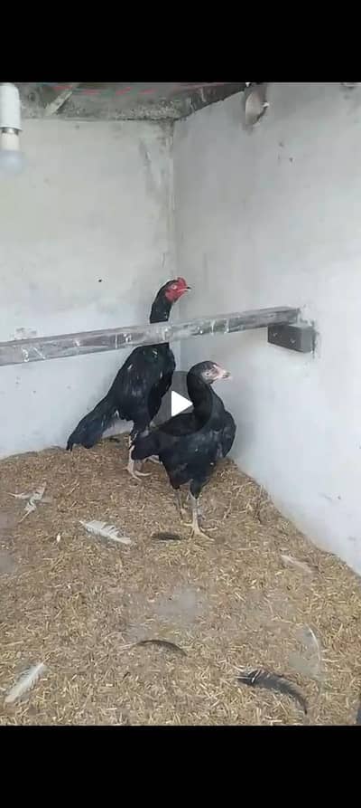 high quality mushka lasani pair 03287785524