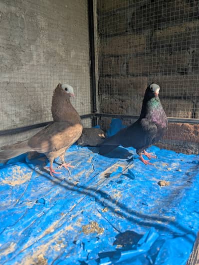 fancy pigeon for sale