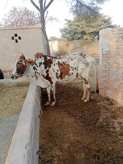 Muhammad waseem khan