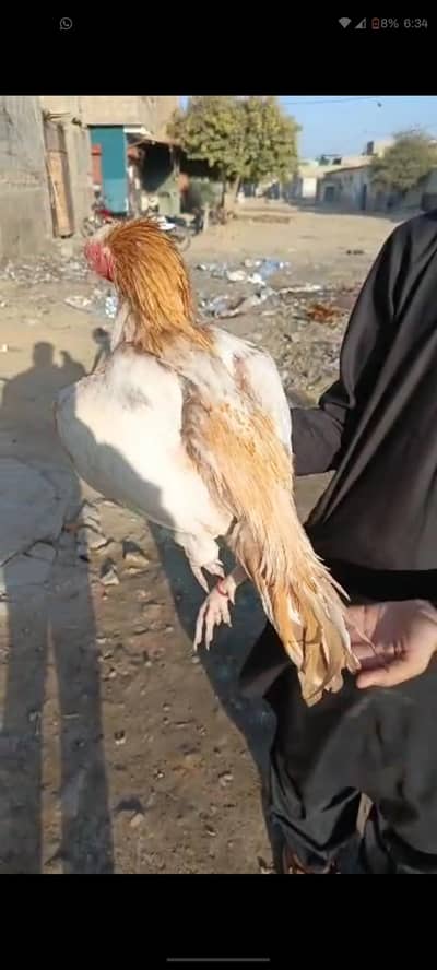 mashallah High quality Sontol