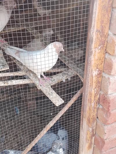 high fly high quality